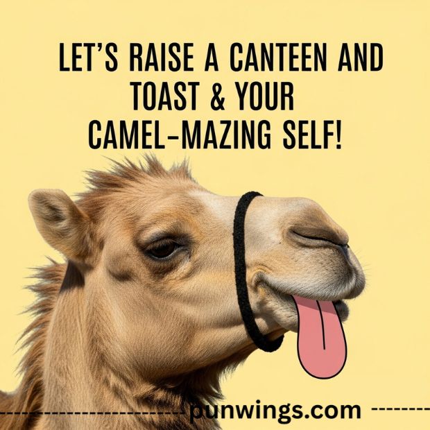 camel-puns-for-birthday